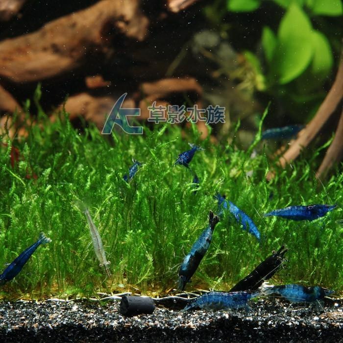 【AC草影】火焰（聖誕）默思鐵片【一片】水草 前景草 莫絲 珊瑚鐵片 陰性水草 陰性草  不用CO2 不須二氧化碳-細節圖4