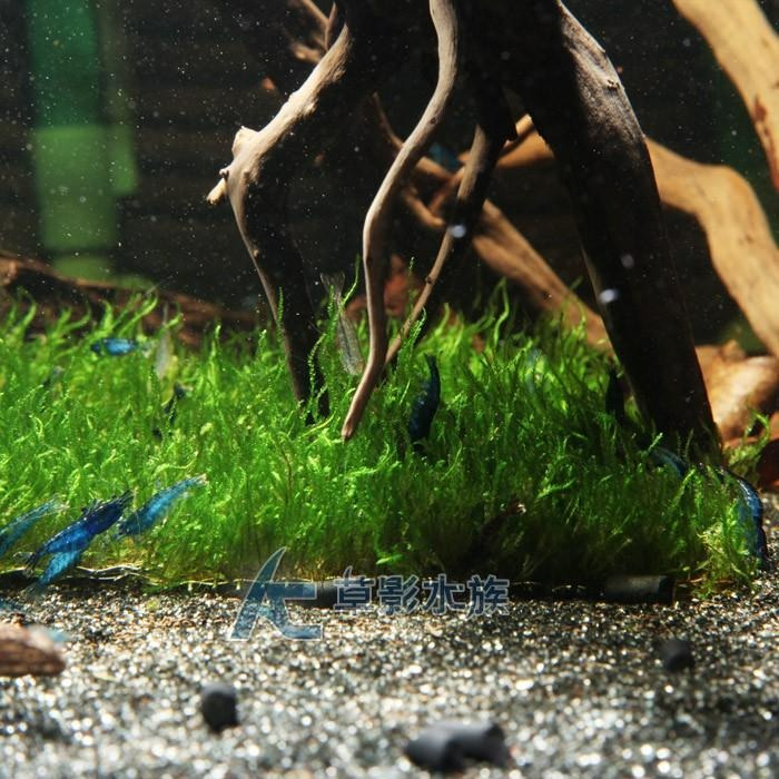 【AC草影】火焰（聖誕）默思鐵片【一片】水草 前景草 莫絲 珊瑚鐵片 陰性水草 陰性草  不用CO2 不須二氧化碳-細節圖7