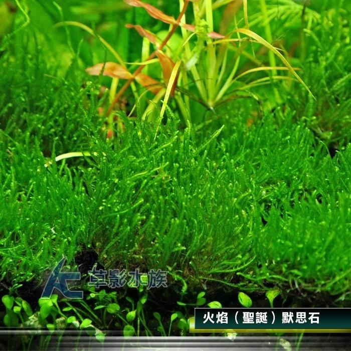 【AC草影】火焰（聖誕）默思石【一顆】聖誕莫斯 前景草 水生植物 苔蘚 陰性水草 莫絲 默思 默絲 火焰 石頭 石片-細節圖2