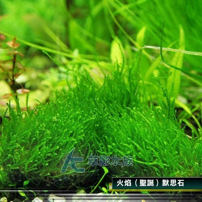 【AC草影】火焰（聖誕）默思石【一顆】聖誕莫斯 前景草 水生植物 苔蘚 陰性水草 莫絲 默思 默絲 火焰 石頭 石片-細節圖3