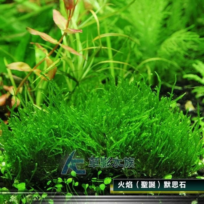 【AC草影】火焰（聖誕）默思石【一顆】聖誕莫斯 前景草 水生植物 苔蘚 陰性水草 莫絲 默思 默絲 火焰 石頭 石片-細節圖4