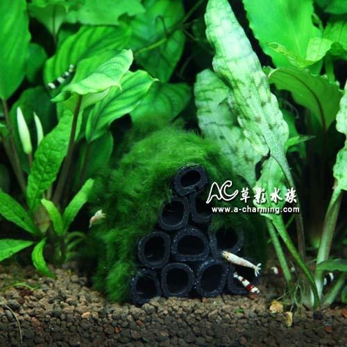 【AC草影】綠絲絨蝦屋（M）【一座】陰性水草 陰性草-細節圖2