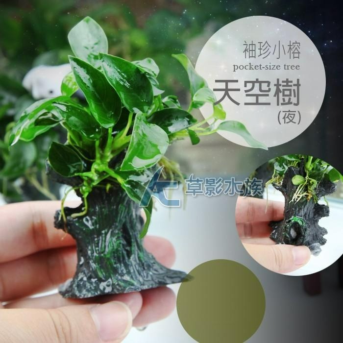 【AC草影】天空樹（夜）【一棵】陰性水草 陰性草 袖珍小榕樹屋 不用CO2 新手水草 陰性草 水生植物 魚缸裝飾 真水草-細節圖3