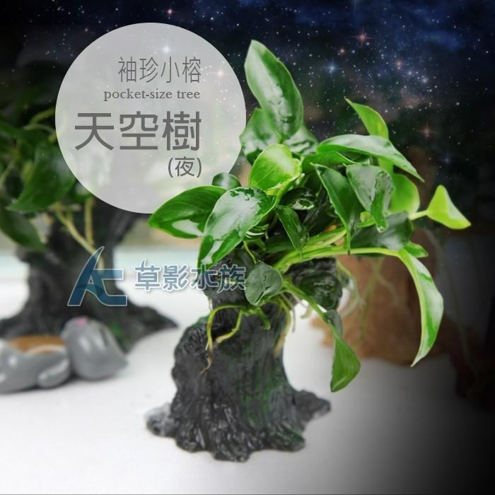【AC草影】天空樹（夜）【一棵】陰性水草 陰性草 袖珍小榕樹屋 不用CO2 新手水草 陰性草 水生植物 魚缸裝飾 真水草-細節圖4