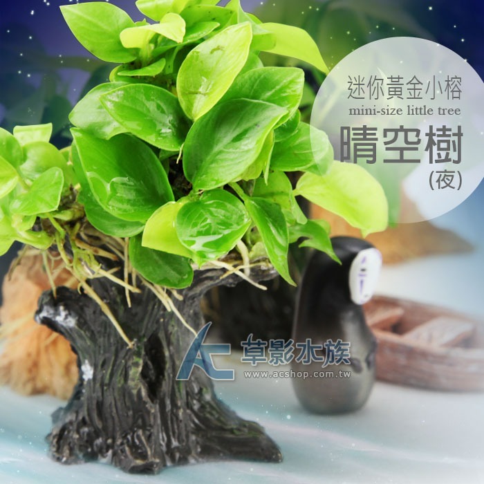 【AC草影】天空樹（夜）【一棵】陰性水草 陰性草 袖珍小榕樹屋 不用CO2 新手水草 陰性草 水生植物 魚缸裝飾 真水草-規格圖4