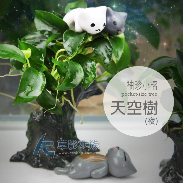 【AC草影】天空樹（夜）【一棵】陰性水草 陰性草 袖珍小榕樹屋 不用CO2 新手水草 陰性草 水生植物 魚缸裝飾 真水草-規格圖4