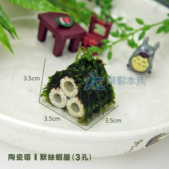 【AC草影】陶瓷環默絲蝦屋（3孔）【一入】陰性水草 水生植物 不用二氧化碳 綠水草 魚蝦躲藏用 可培養菌種 陰性草-細節圖2