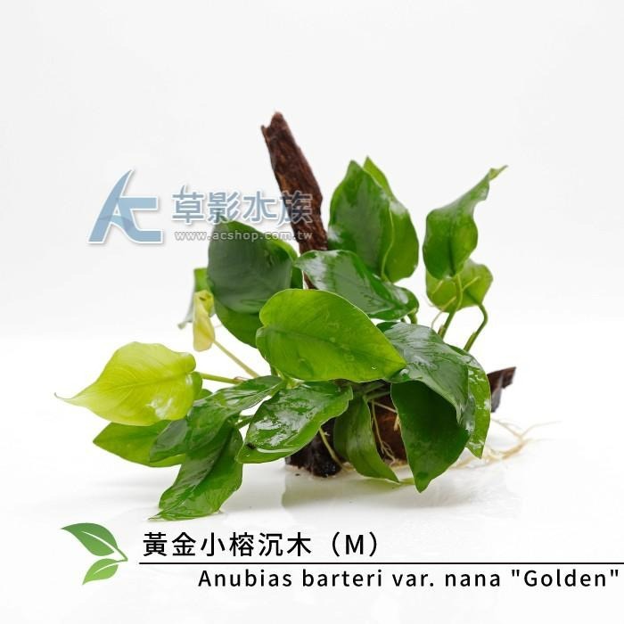 【AC草影】黃金小榕沉木（M）【一棵】陰性草 陰性水草 真水草 水生植物 魚缸造景 造景水草 耐熱 不用CO2 綠水草-細節圖3