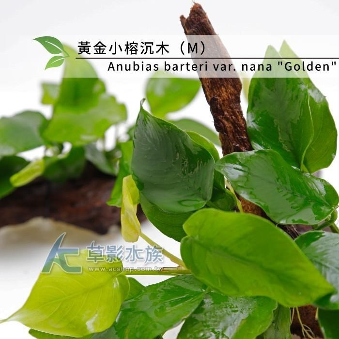 【AC草影】黃金小榕沉木（M）【一棵】陰性草 陰性水草 真水草 水生植物 魚缸造景 造景水草 耐熱 不用CO2 綠水草-細節圖4
