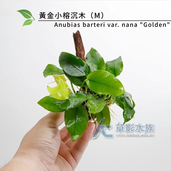 【AC草影】黃金小榕沉木（M）【一棵】陰性草 陰性水草 真水草 水生植物 魚缸造景 造景水草 耐熱 不用CO2 綠水草-細節圖5