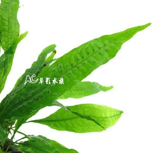 【AC草影】鐵皇冠沉木【一棵】陰性水草 主景草 不須CO2 新手水草 不用二氧化碳 陰性草 水生植物 水草造景 魚缸裝飾-細節圖2
