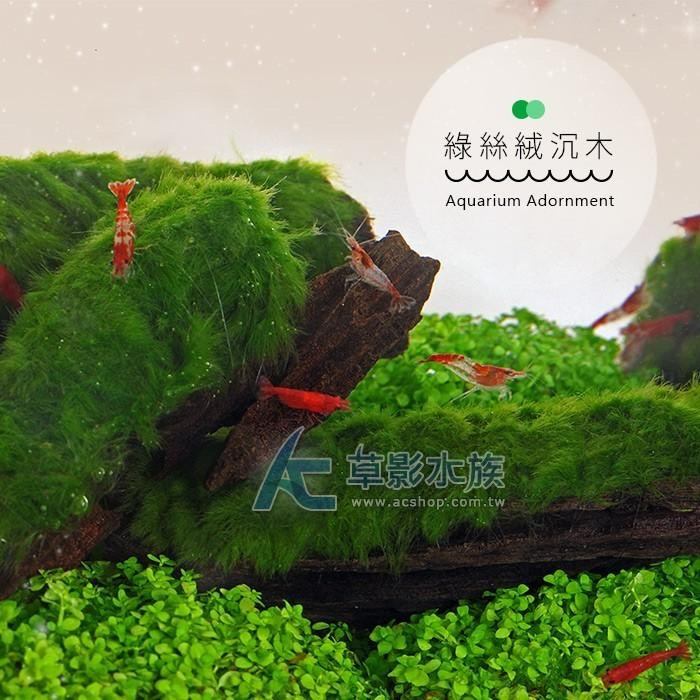 【AC草影】綠絲絨沉木【一棵】陰性水草 陰性草 真水草 水生植物 魚缸水草 水族造景 水族箱裝飾 魚缸擺設 水生植物-細節圖3