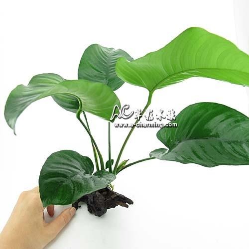 【AC草影】大榕沉木【一棵】陰性水草 陰性草不需要CO2 不用二氧化碳 新手水草 短鯛繁殖 耐熱 不需CO2 水生植物-細節圖2