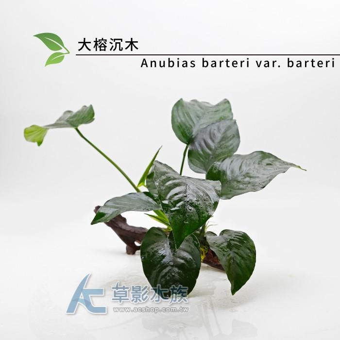 【AC草影】大榕沉木【一棵】陰性水草 陰性草不需要CO2 不用二氧化碳 新手水草 短鯛繁殖 耐熱 不需CO2 水生植物-細節圖4