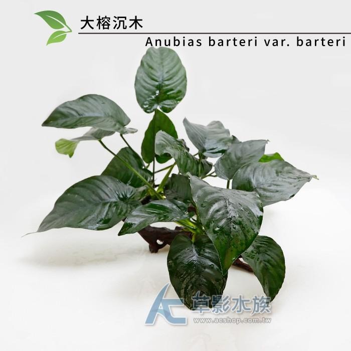 【AC草影】大榕沉木【一棵】陰性水草 陰性草不需要CO2 不用二氧化碳 新手水草 短鯛繁殖 耐熱 不需CO2 水生植物-細節圖5