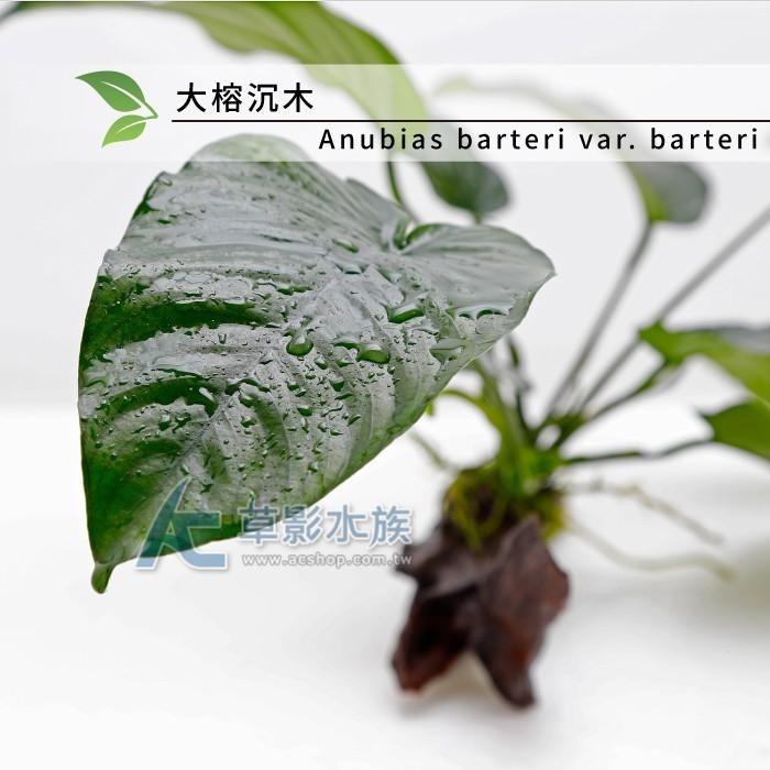 【AC草影】大榕沉木【一棵】陰性水草 陰性草不需要CO2 不用二氧化碳 新手水草 短鯛繁殖 耐熱 不需CO2 水生植物-細節圖6
