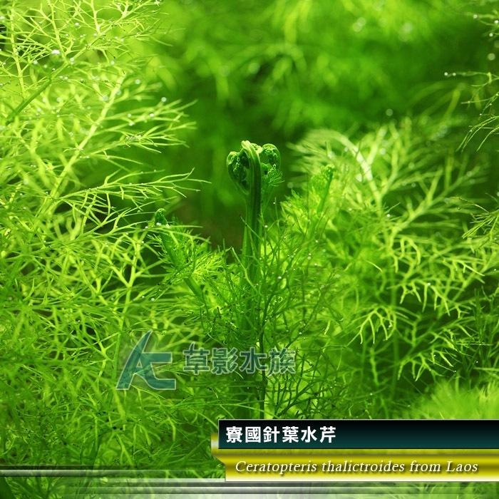 【AC草影】寮國針葉水芹【一株】水生蕨類 水生植物 水草造景 魚缸水草 真水草 綠水草 稀有水草-細節圖2