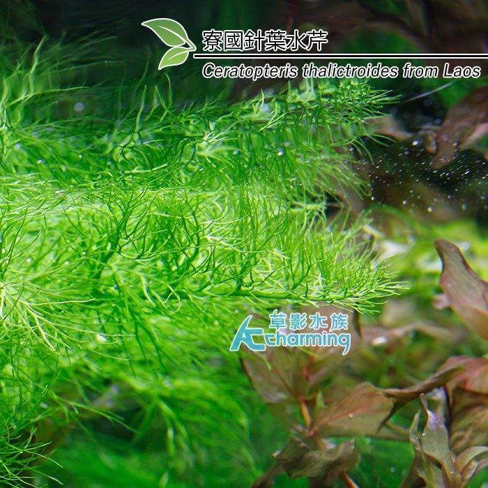 【AC草影】寮國針葉水芹【一株】水生蕨類 水生植物 水草造景 魚缸水草 真水草 綠水草 稀有水草-細節圖3