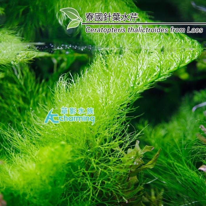 【AC草影】寮國針葉水芹【一株】水生蕨類 水生植物 水草造景 魚缸水草 真水草 綠水草 稀有水草-細節圖4