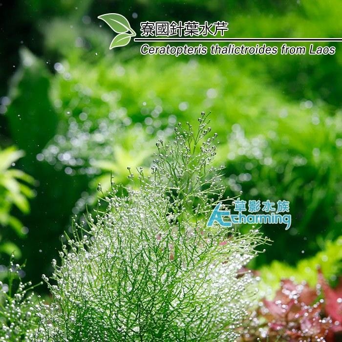 【AC草影】寮國針葉水芹【一株】水生蕨類 水生植物 水草造景 魚缸水草 真水草 綠水草 稀有水草-細節圖5