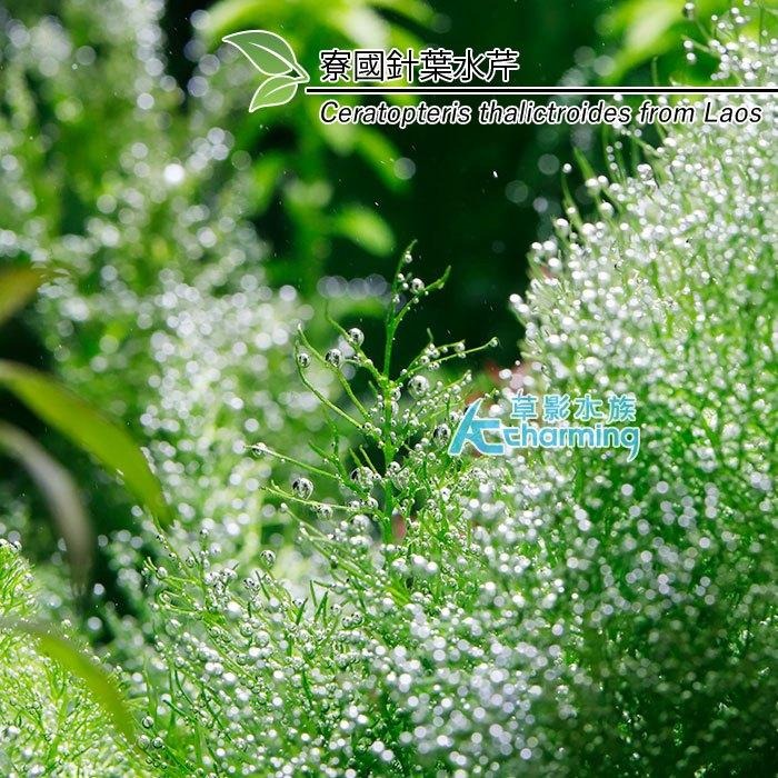 【AC草影】寮國針葉水芹【一株】水生蕨類 水生植物 水草造景 魚缸水草 真水草 綠水草 稀有水草-細節圖6