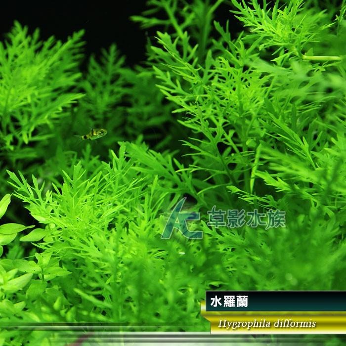 【AC草影】水羅蘭（水上葉） 新手水草 耐熱 不用CO2 不需二氧化碳 水草造景 造景水草 水生植物 真水草 水羅蘭佗草-細節圖2