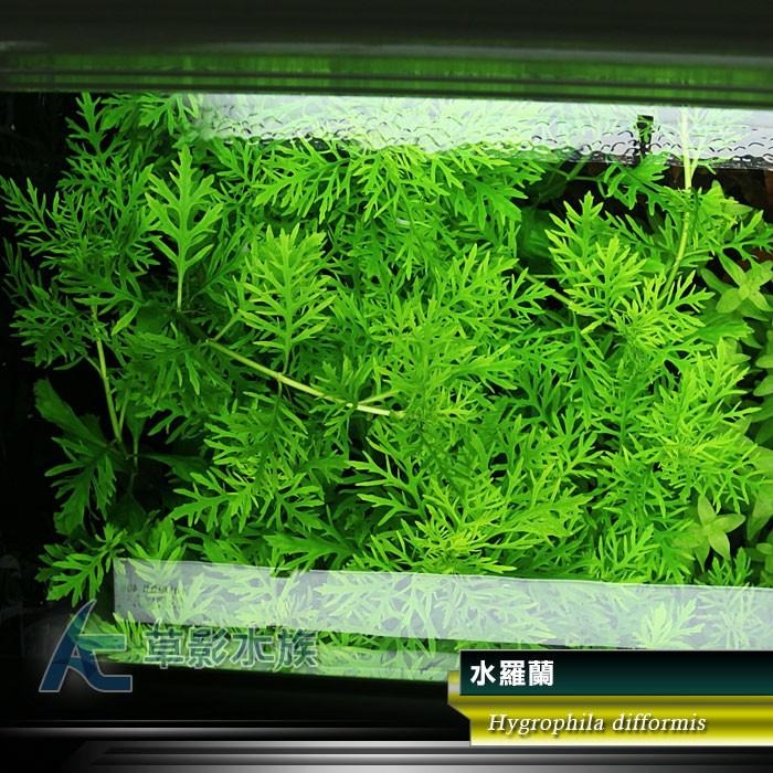 【AC草影】水羅蘭（水上葉） 新手水草 耐熱 不用CO2 不需二氧化碳 水草造景 造景水草 水生植物 真水草 水羅蘭佗草-細節圖3