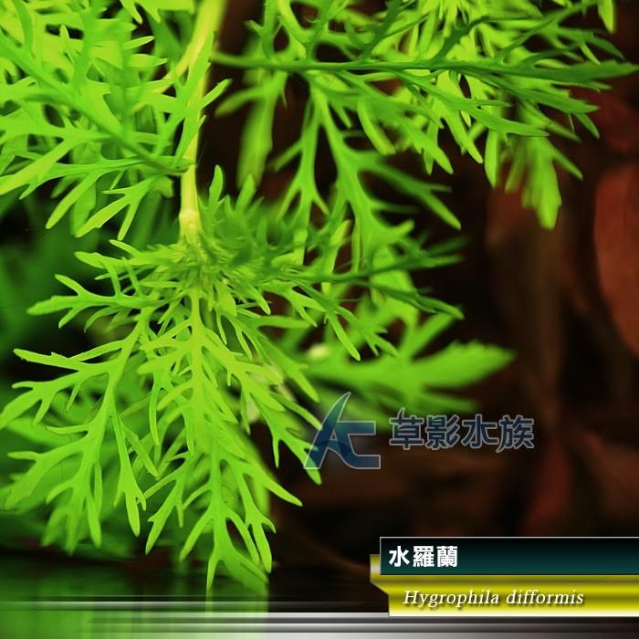 【AC草影】水羅蘭（水上葉） 新手水草 耐熱 不用CO2 不需二氧化碳 水草造景 造景水草 水生植物 真水草 水羅蘭佗草-細節圖4