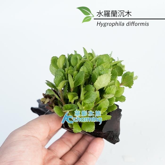 【AC草影】水羅蘭（水上葉） 新手水草 耐熱 不用CO2 不需二氧化碳 水草造景 造景水草 水生植物 真水草 水羅蘭佗草-細節圖5