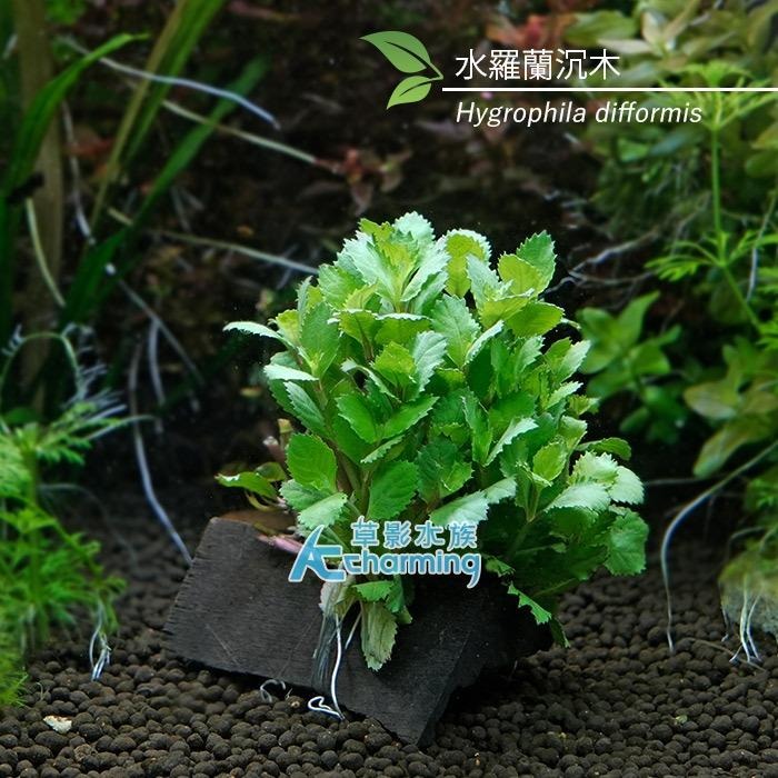 【AC草影】水羅蘭（水上葉） 新手水草 耐熱 不用CO2 不需二氧化碳 水草造景 造景水草 水生植物 真水草 水羅蘭佗草-細節圖6