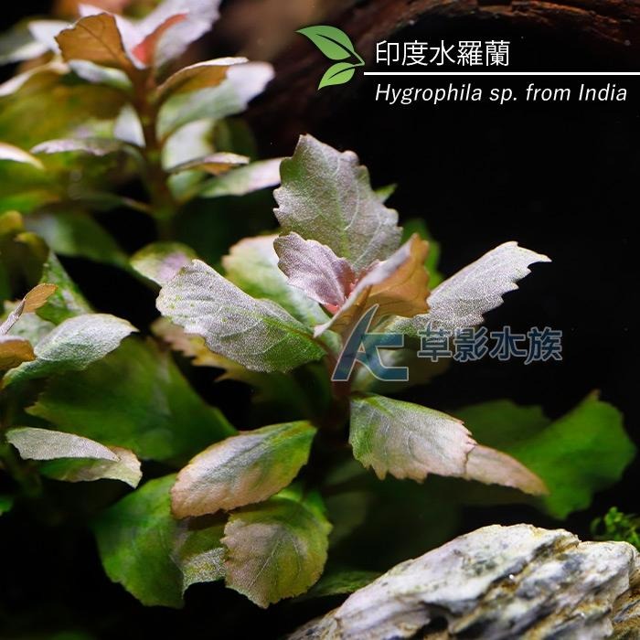 【AC草影】水羅蘭（水上葉） 新手水草 耐熱 不用CO2 不需二氧化碳 水草造景 造景水草 水生植物 真水草 水羅蘭佗草-細節圖7