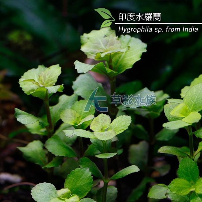 【AC草影】水羅蘭（水上葉） 新手水草 耐熱 不用CO2 不需二氧化碳 水草造景 造景水草 水生植物 真水草 水羅蘭佗草-細節圖8