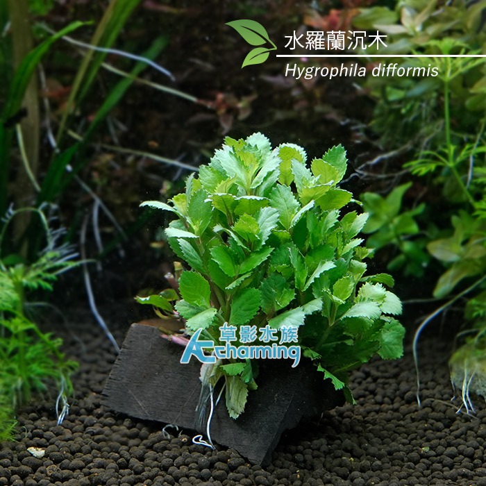 【AC草影】水羅蘭（水上葉） 新手水草 耐熱 不用CO2 不需二氧化碳 水草造景 造景水草 水生植物 真水草 水羅蘭佗草-規格圖9