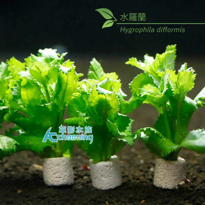 【AC草影】水羅蘭（水上葉） 新手水草 耐熱 不用CO2 不需二氧化碳 水草造景 造景水草 水生植物 真水草 水羅蘭佗草-規格圖9