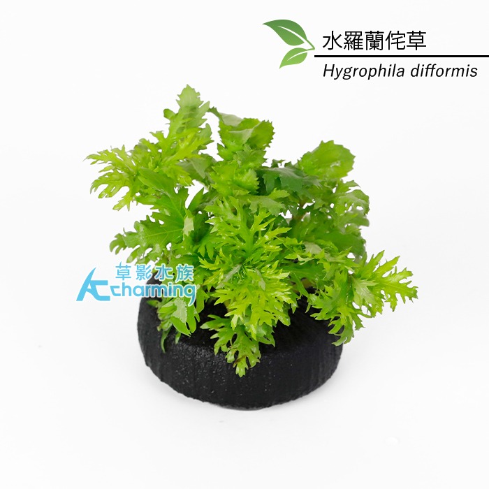 【AC草影】水羅蘭（水上葉） 新手水草 耐熱 不用CO2 不需二氧化碳 水草造景 造景水草 水生植物 真水草 水羅蘭佗草-規格圖9