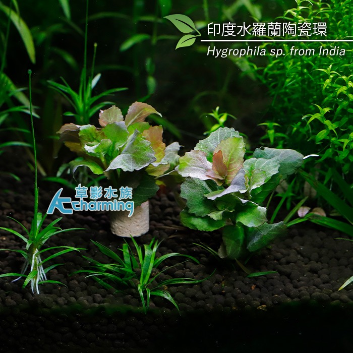 印度水羅蘭陶瓷環（水上葉）一顆