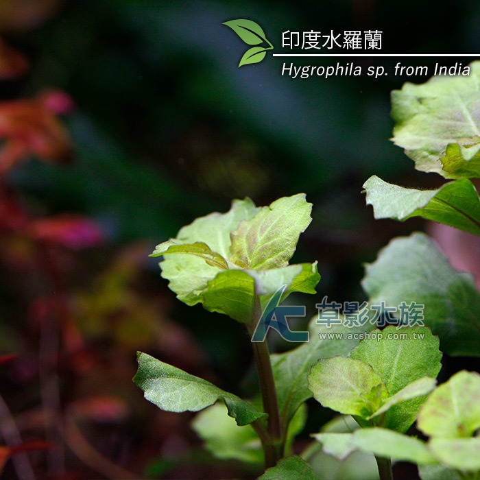 【AC草影】水羅蘭（水上葉） 新手水草 耐熱 不用CO2 不需二氧化碳 水草造景 造景水草 水生植物 真水草 水羅蘭佗草-規格圖9