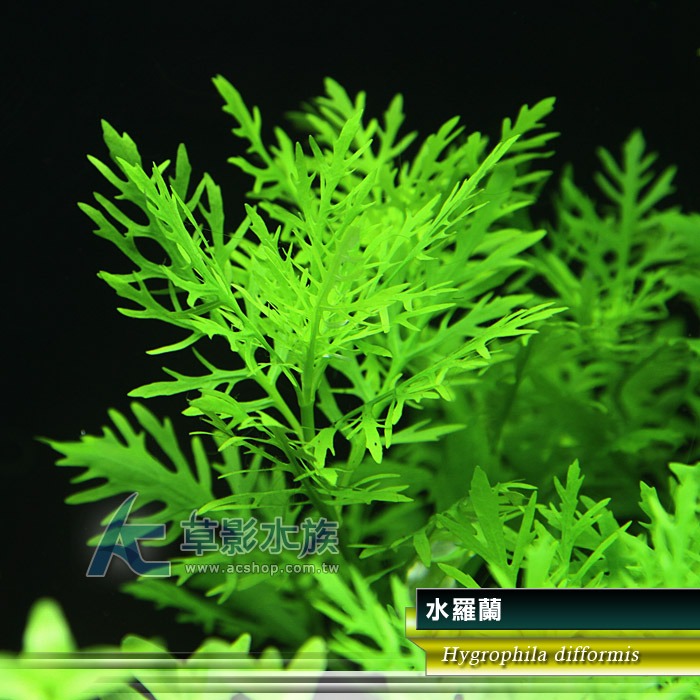 【AC草影】水羅蘭（水上葉） 新手水草 耐熱 不用CO2 不需二氧化碳 水草造景 造景水草 水生植物 真水草 水羅蘭佗草-規格圖9