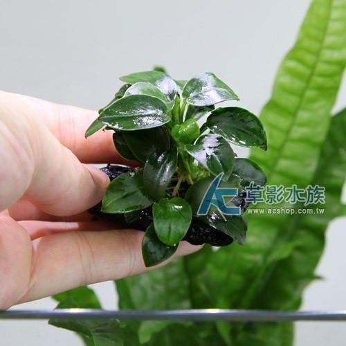 【AC草影】袖珍小榕火山岩造景石【一棵】陰性水草 陰性草 真水草 綠水草 水草造景 魚缸水草 水族箱前景-細節圖2