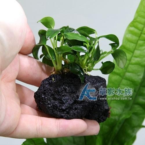 【AC草影】袖珍小榕火山岩造景石【一棵】陰性水草 陰性草 真水草 綠水草 水草造景 魚缸水草 水族箱前景-細節圖3