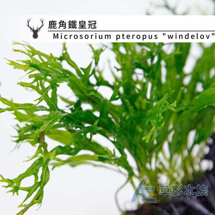 【AC草影】鹿角鐵皇冠沉木【一棵】陰性水草 陰性草 不需要CO2 新手水草 中景草 不用二氧化碳 低光水草 水生植物-細節圖2
