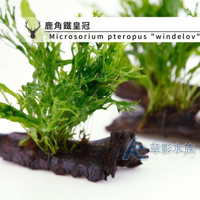 【AC草影】鹿角鐵皇冠沉木【一棵】陰性水草 陰性草 不需要CO2 新手水草 中景草 不用二氧化碳 低光水草 水生植物-細節圖3