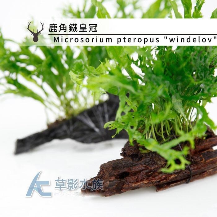 【AC草影】鹿角鐵皇冠沉木【一棵】陰性水草 陰性草 不需要CO2 新手水草 中景草 不用二氧化碳 低光水草 水生植物-細節圖4