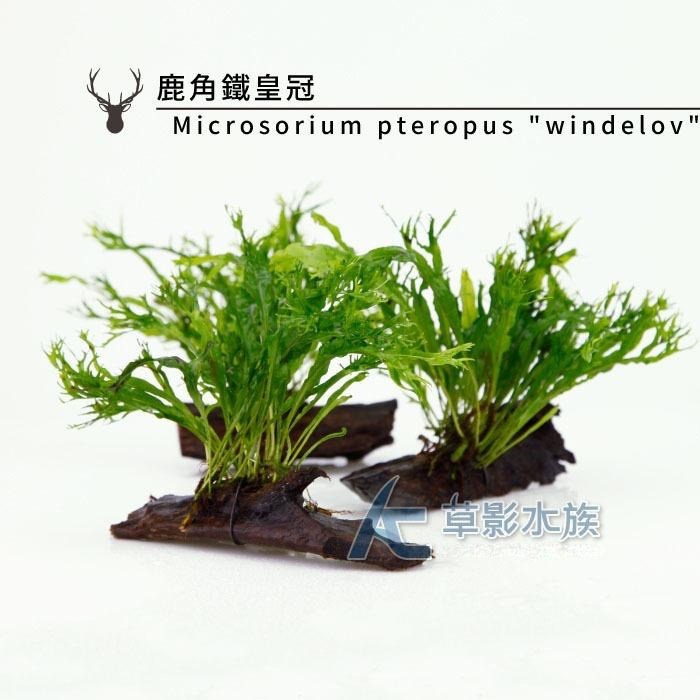 【AC草影】鹿角鐵皇冠沉木【一棵】陰性水草 陰性草 不需要CO2 新手水草 中景草 不用二氧化碳 低光水草 水生植物-細節圖5
