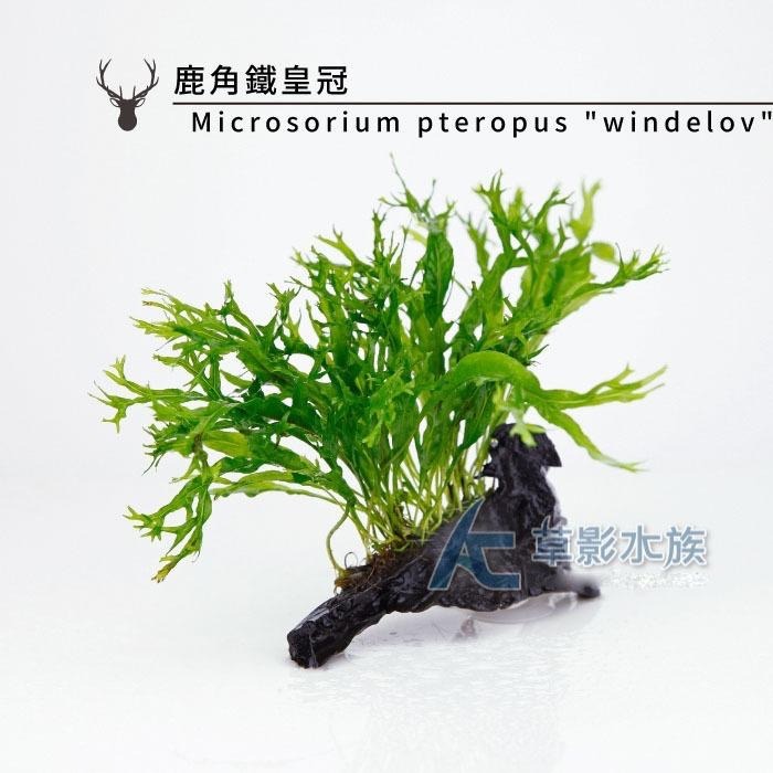 【AC草影】鹿角鐵皇冠沉木【一棵】陰性水草 陰性草 不需要CO2 新手水草 中景草 不用二氧化碳 低光水草 水生植物-細節圖6