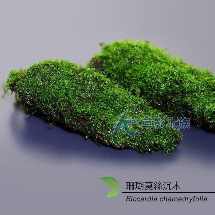 【AC草影】珊瑚莫絲沉木（L）【一棵】陰性水草 陰性草 不用CO2 不需要二氧化碳 米蝦躲藏 小蝦躲避 魚蝦繁殖-細節圖2