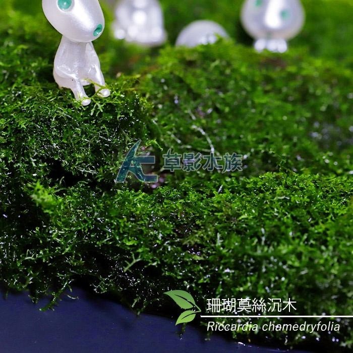 【AC草影】珊瑚莫絲沉木（L）【一棵】陰性水草 陰性草 不用CO2 不需要二氧化碳 米蝦躲藏 小蝦躲避 魚蝦繁殖-細節圖3