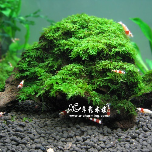 珊瑚莫絲沉木（L）
