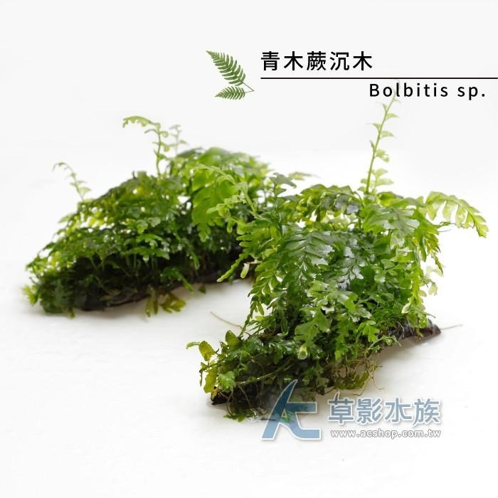 【AC草影】青木蕨沉木【一棵】陰性水草 陰性草 沉木造景 水族造景 不需要co2 新手水草 水生植物 水族裝飾-細節圖2
