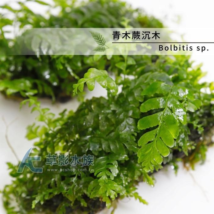 【AC草影】青木蕨沉木【一棵】陰性水草 陰性草 沉木造景 水族造景 不需要co2 新手水草 水生植物 水族裝飾-細節圖3